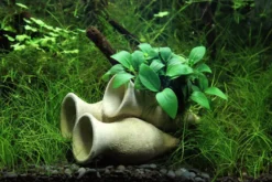 Aquarienpflanzen-Sortiment für Nano-Aquarien 30-50 Liter