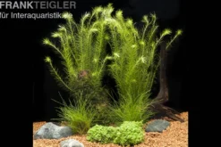 Aquarienpflanzen-Sortiment für Nano-Aquarien 30-50 Liter