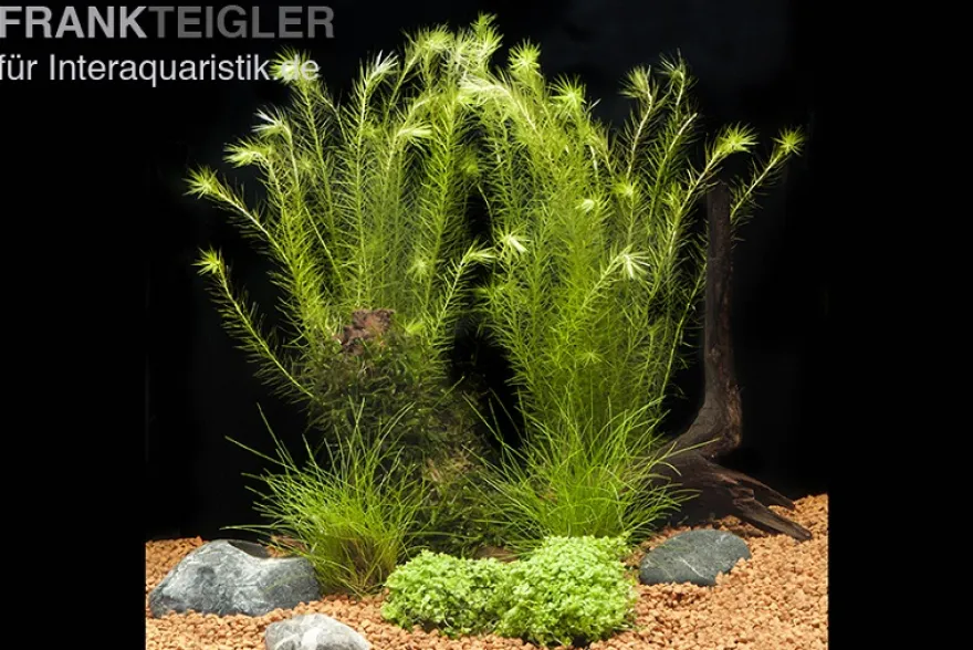 Aquarienpflanzen-Sortiment für Nano-Aquarien 30-50 Liter