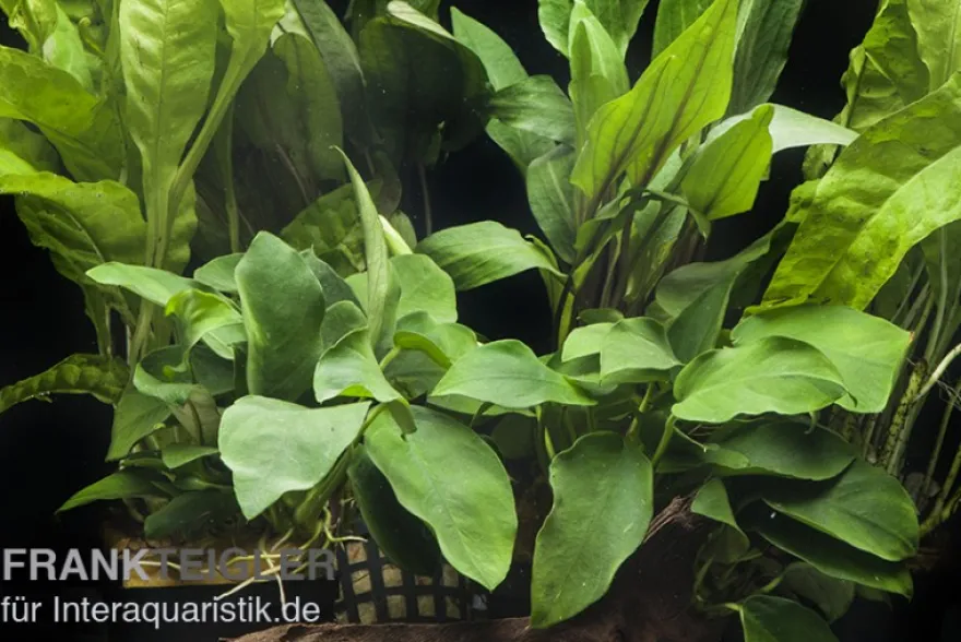 Aquarienpflanzen-Sortiment "Schatten" für 60 cm Aquarium, Aquarienpflanzen-Set