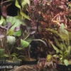 Aquarienpflanzen-Sortiment "Rot" für 60 cm Aquarium, Aquarienpflanzen-Set