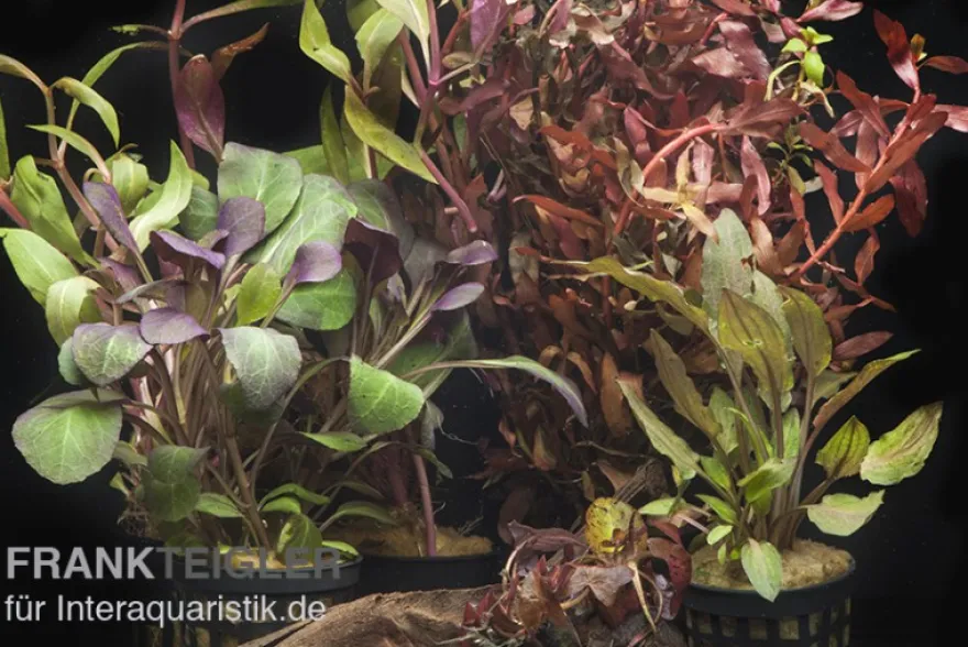 Aquarienpflanzen-Sortiment "Rot" für 60 cm Aquarium, Aquarienpflanzen-Set