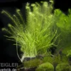 Aquarienpflanzen-Sortiment "Garnelenaquarium" für 60 cm Aquarium, Aquarienpflanzen-Set
