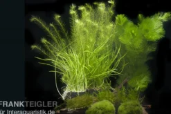 Aquarienpflanzen-Sortiment "Garnelenaquarium" für 60 cm Aquarium, Aquarienpflanzen-Set
