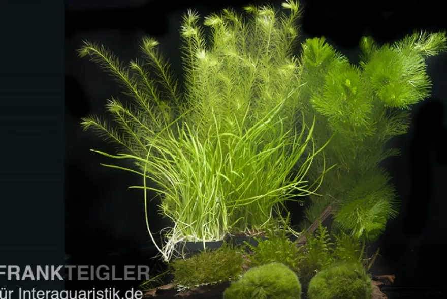 Aquarienpflanzen-Sortiment "Garnelenaquarium" für 60 cm Aquarium, Aquarienpflanzen-Set