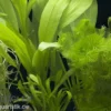 Aquarienpflanzen-Sortiment "Amazonas" für 60 cm Aquarium, Aquarienpflanzen-Set