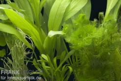 Aquarienpflanzen-Sortiment "Amazonas" für 60 cm Aquarium, Aquarienpflanzen-Set