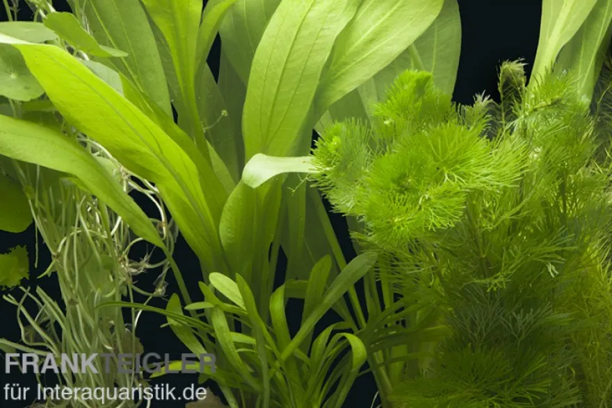 Aquarienpflanzen-Sortiment "Amazonas" für 60 cm Aquarium, Aquarienpflanzen-Set
