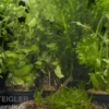 Aquarienpflanzen-Sortiment "Kaltwasser" für 60 cm Aquarium, Aquarienpflanzen-Set