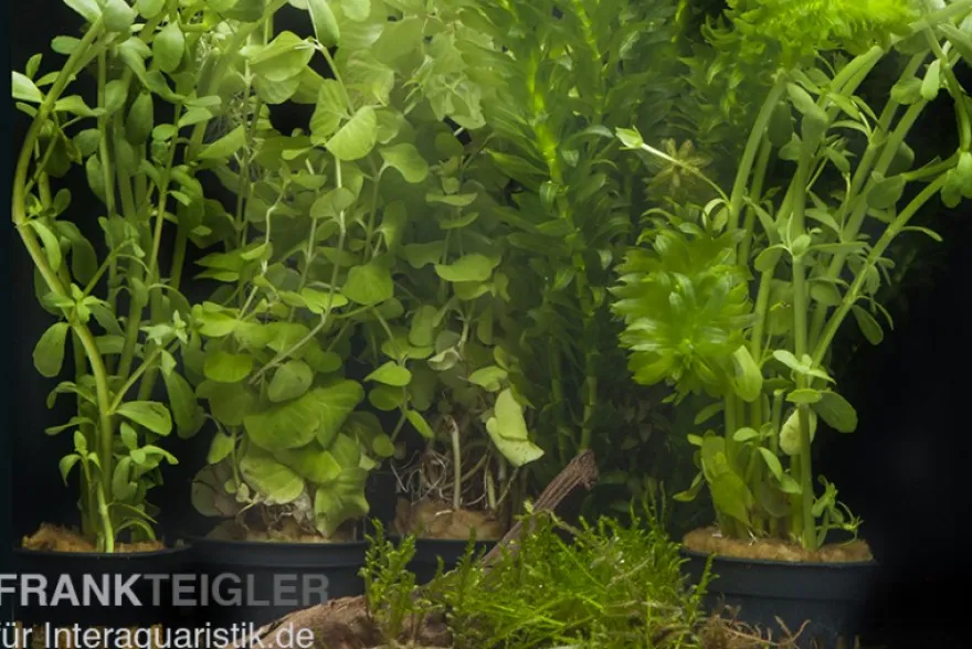 Aquarienpflanzen-Sortiment "Kaltwasser" für 60 cm Aquarium, Aquarienpflanzen-Set