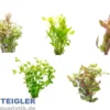 Aquarienpflanzen 2. Wahl, 5 Stück im Mix, Bundpflanzen