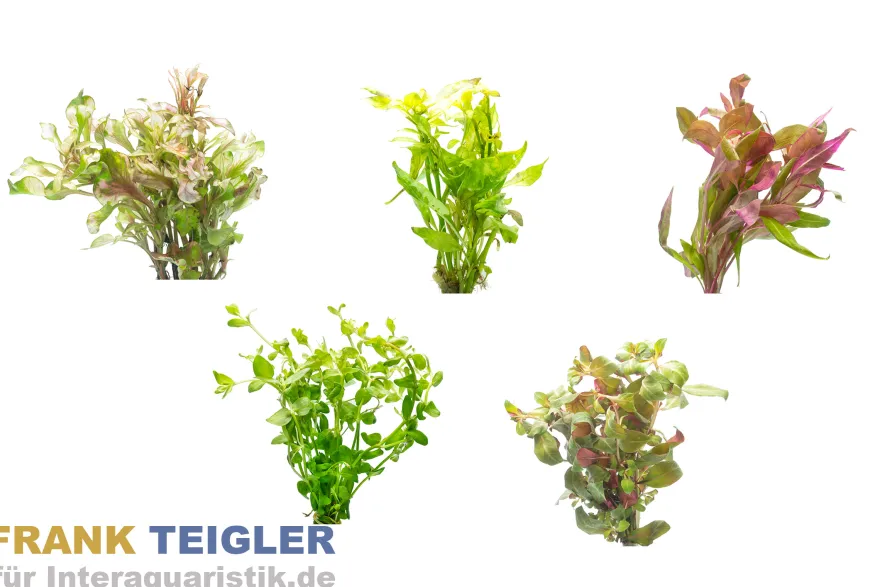 Aquarienpflanzen 2. Wahl, 5 Stück im Mix, Bundpflanzen