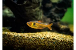 Aquarium Münster Faunamor 20 ml, Arzneimittel