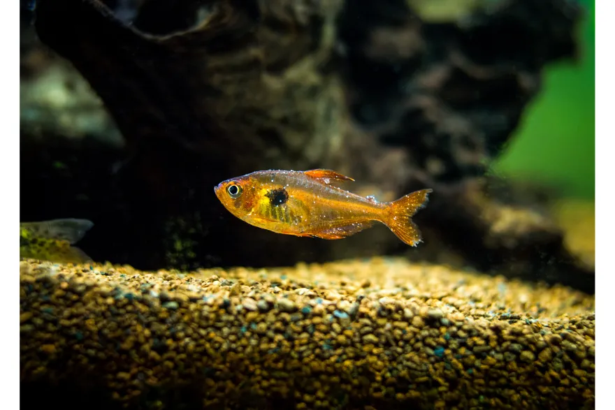 Aquarium Münster Faunamor 20 ml, Arzneimittel
