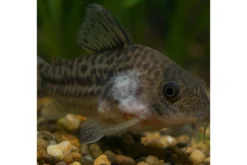 Aquarium Münster Medimor 30 ml, Arzneimittel