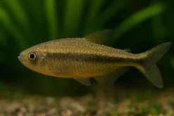 Aquarium Münster Odimor 20 ml, Arzneimittel