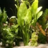 10 Aquariumpflanzen im Bund, gemischt, Aquarienpflanzen-Set 10er Bund