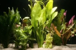 10 Aquariumpflanzen im Bund, gemischt, Aquarienpflanzen-Set 10er Bund