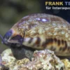 Arabische Kaurischnecke, Mauritia arabica