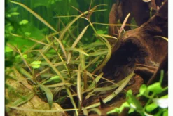 Araguaia Wasserfreund, Hygrophyla spec. Araguaia, Bund