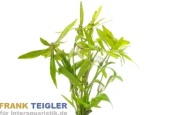 Araguaia Wasserfreund, Hygrophyla spec. Araguaia, Bund