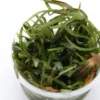 Araguaia-Wasserfreund, Hygrophila lancea "Araguaia", in Vitro