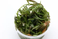 Araguaia-Wasserfreund, Hygrophila lancea "Araguaia", in Vitro