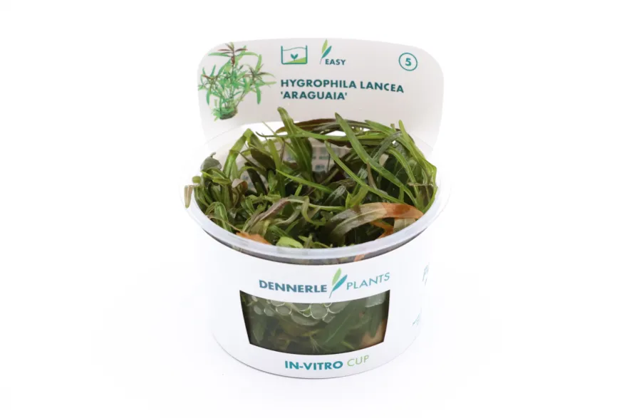Araguaia-Wasserfreund, Hygrophila lancea "Araguaia", in Vitro