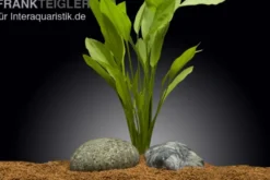 Argentinischer Froschlöffel, Echinodorus argentinensis, im Topf