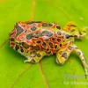 Argentinischer Schmuckhornfrosch (rot), Ceratophrys ornata