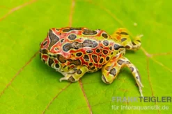 Argentinischer Schmuckhornfrosch (rot), Ceratophrys ornata
