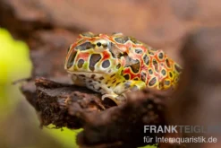 Argentinischer Schmuckhornfrosch (rot), Ceratophrys ornata