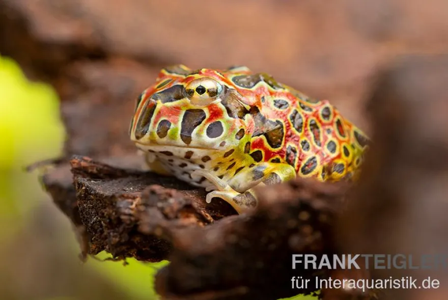 Argentinischer Schmuckhornfrosch (rot), Ceratophrys ornata