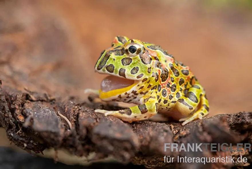 Argentinischer Schmuckhornfrosch (grün), Ceratophrys ornata