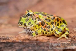 Argentinischer Schmuckhornfrosch (grün), Ceratophrys ornata