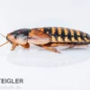 Argentinische Schaben, Waldschaben, Blaptica dubia, groß, 10 Stück