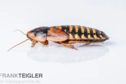 Argentinische Schaben, Waldschaben, Blaptica dubia, groß, 10 Stück