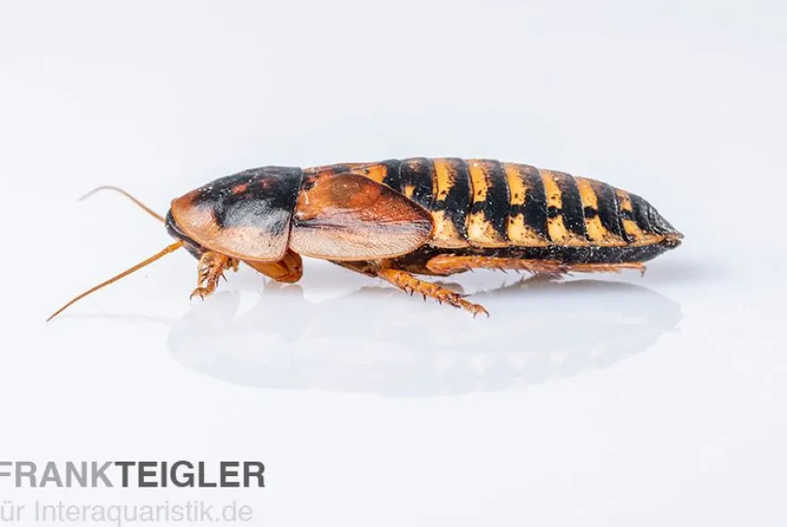 Argentinische Schaben, Waldschaben, Blaptica dubia, groß, 10 Stück