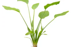 Argentinische Schwertpflanze, Echinodorus argentinensis, Bund