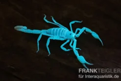 Arizona Bark Scorpion, Centruroides sculpturatus
