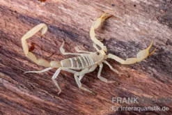 Arizona Bark Scorpion, Centruroides sculpturatus