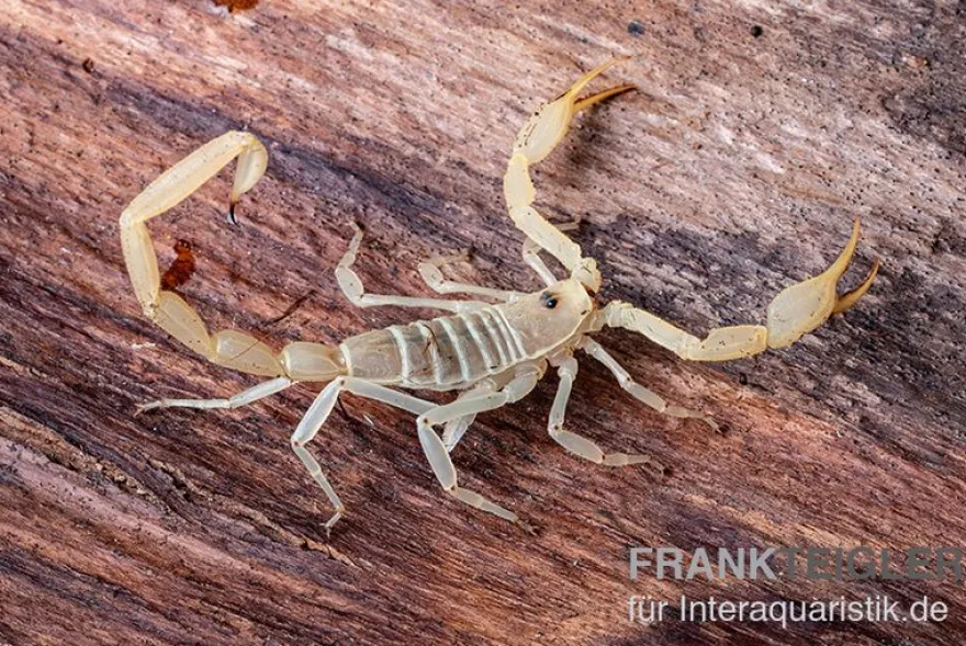 Arizona Bark Scorpion, Centruroides sculpturatus