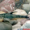 Arnolds Ohrgitterharnischwels, Otocinclus arnoldi