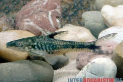 Arnolds Ohrgitterharnischwels, Otocinclus arnoldi