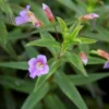 Aromatischer Sumpffreund, Limnophila aromatica, im Topf