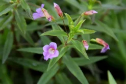 Aromatischer Sumpffreund, Limnophila aromatica, im Topf