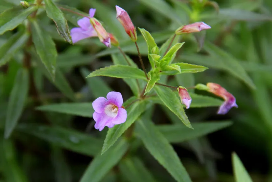 Aromatischer Sumpffreund, Limnophila aromatica, im Topf