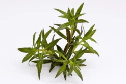 Aromatischer Sumpffreund, Limnophila aromatica, im Topf