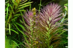 Aromatischer Sumpffreund, Limnophila aromatica, im Topf