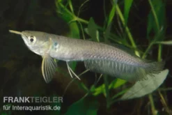 Arowana, Osteoglossum bicirrhosum